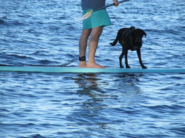 Eider loves paddle boarding in the lake